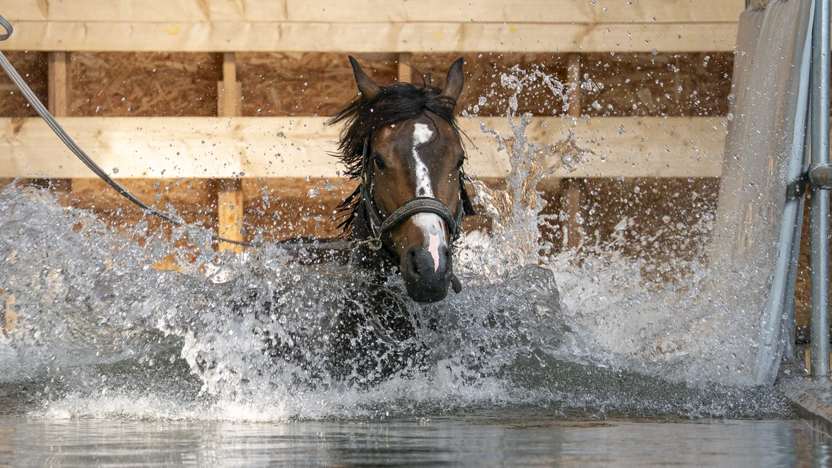 Paardenzwemmen meer dan verkoeling tijdens warme zomerdagen, steeds vaker therapeutisch doel: ’Sommige mensen komen wekelijks’