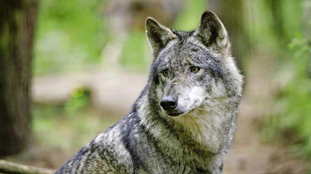 Gemeente Epe waarschuwt voor wolf op ’onverwachte plekken’, woedende reacties: ’Zal niet de eerste keer zijn dat het misgaat’