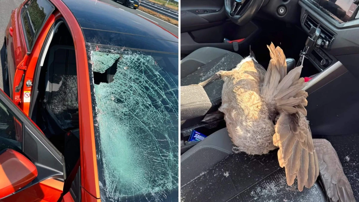 Opmerkelijk ongeluk op de A2: gans crasht door voorruit auto en belandt op bijrijdersstoel