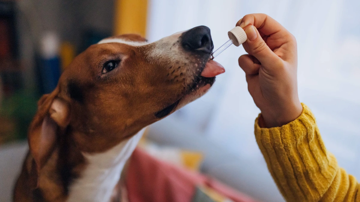 Experts waarschuwen voor populaire supplementen voor honden en katten: ’Het is geen vervanging’