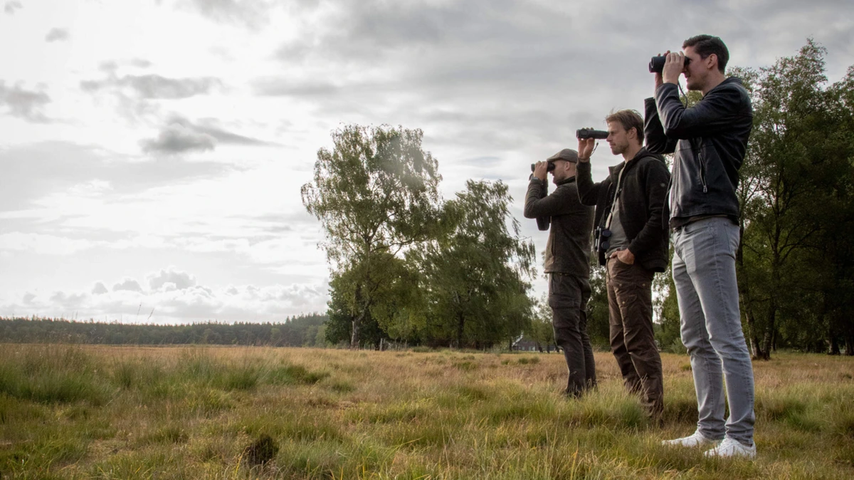 Op zoek naar de wolf tijdens wildsafari op de Veluwe: ’Kijk daar, een zebra!’