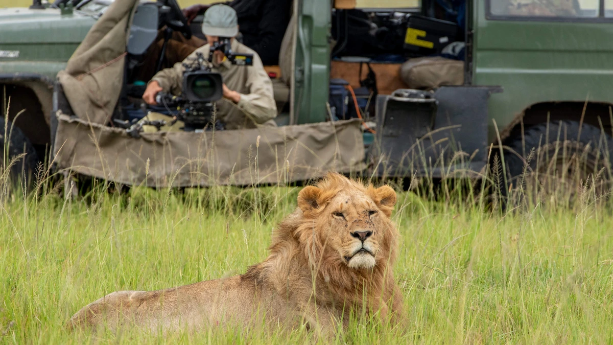 Regisseur Jon Favreau over maken van ’echte’ Lion King: ’Slechts 50 procent van de welpjes overleeft’
