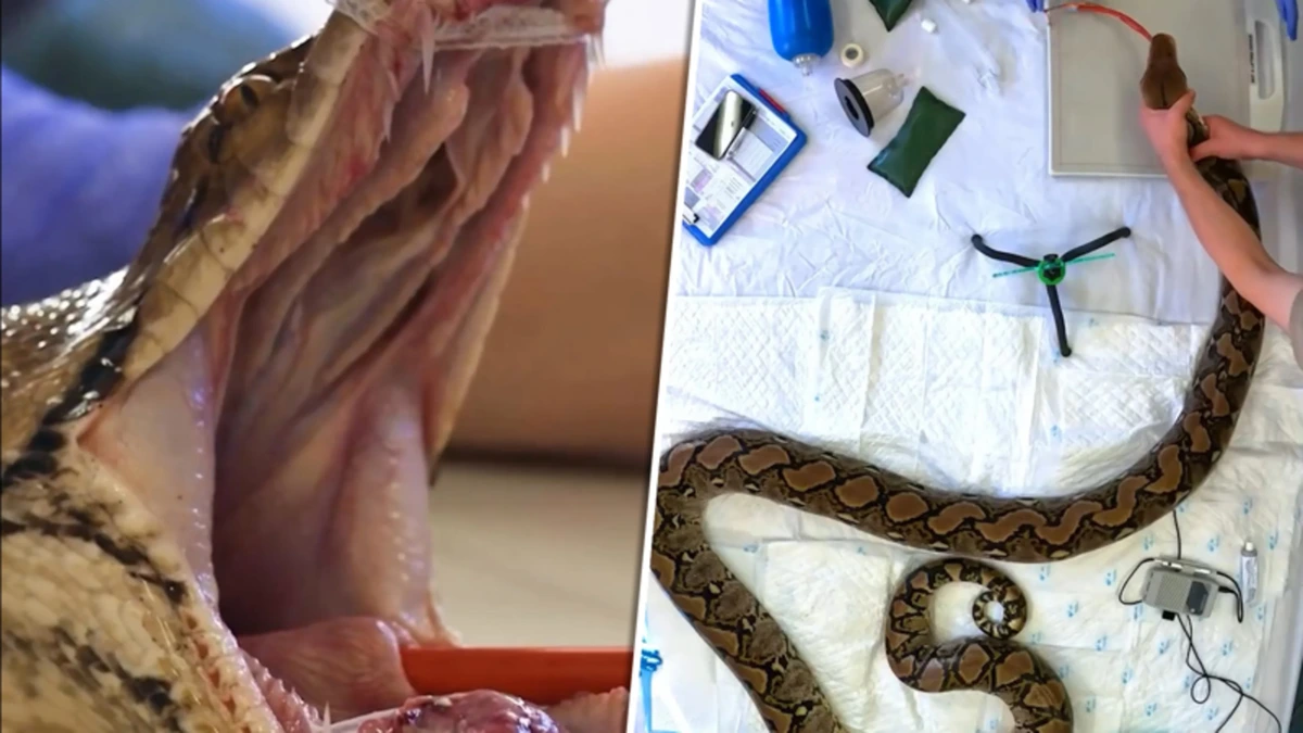 Primeur: python ondergaat speciale behandeling tegen kanker