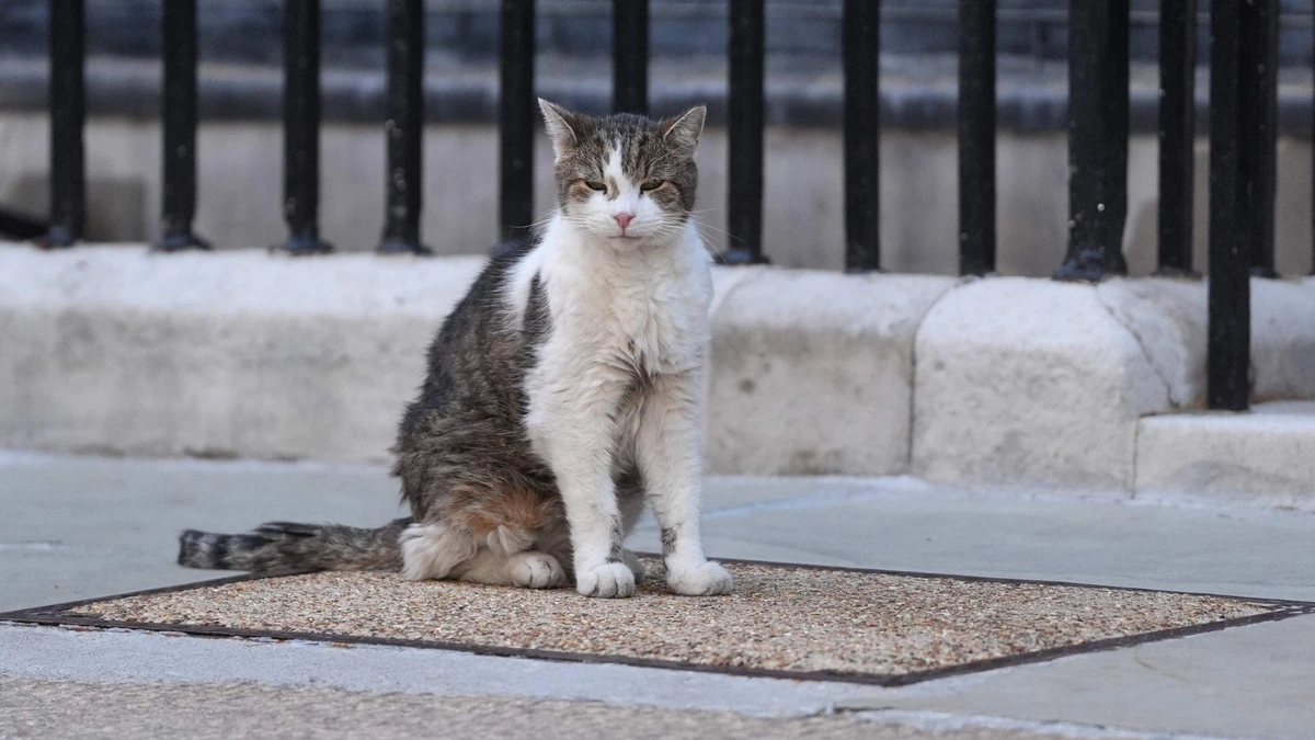 Bekendste kat van Engeland, Larry the Cat, geeft teken van leven: ’De berichten over mijn dood zijn sterk overdreven’