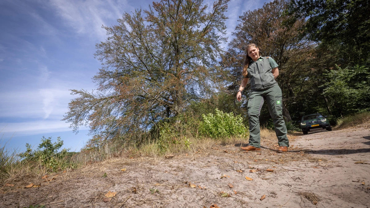 Het lijkt wel herfst! Hierom verliezen bomen nu massaal hun bladeren: ’Een pijnlijk gezicht’