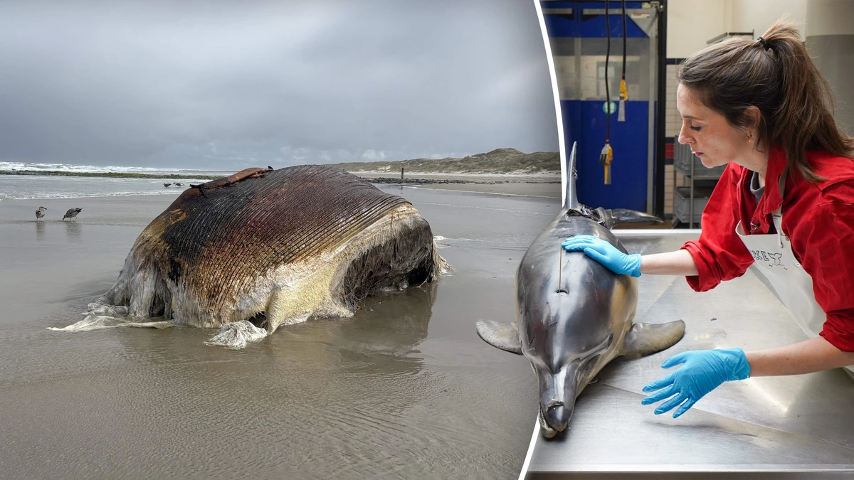 Dode dwergvinvis op Vlieland neemt geheim mee in zijn graf, voor Lonneke is dat een gemiste kans: ’Walvissen spoelen niet voor niets aan’