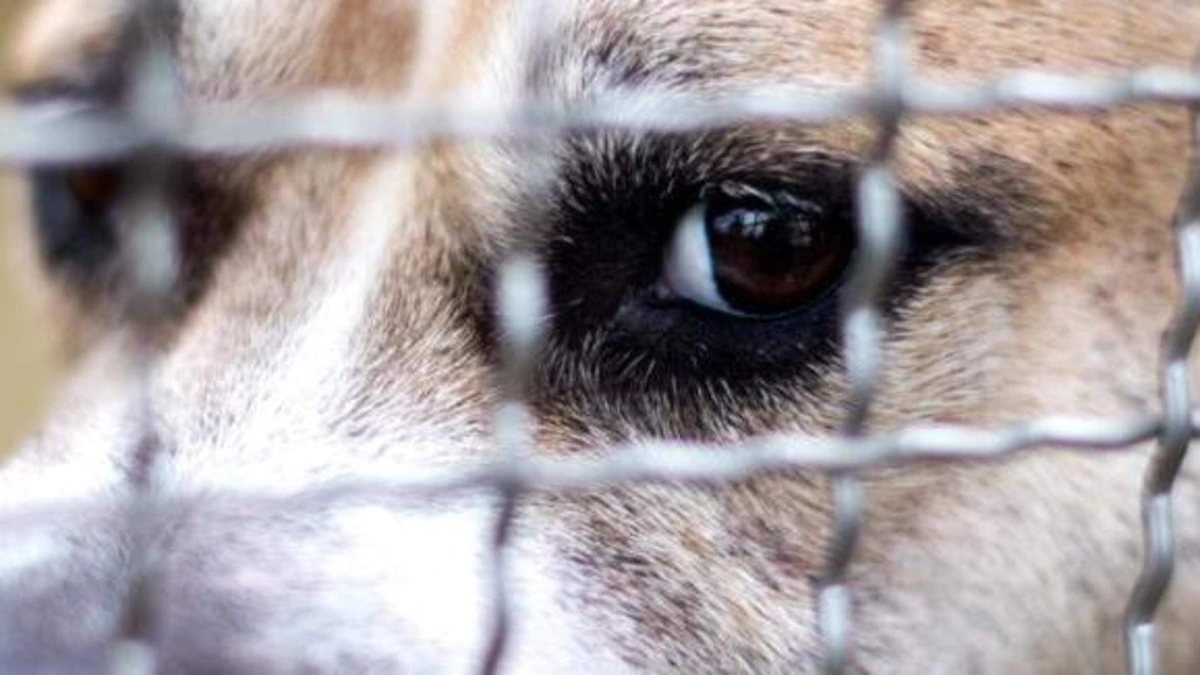 Jongetje houdt 100 beetwonden over aan aanval door roedel Staffords: eigenaar de cel in, honden afgemaakt