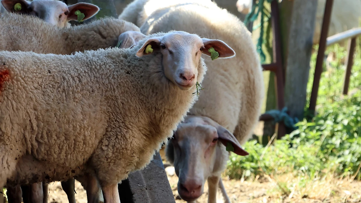 ’Verwarde’ man (38) op heterdaad betrapt bij doden van schapen, kippen en kuikens