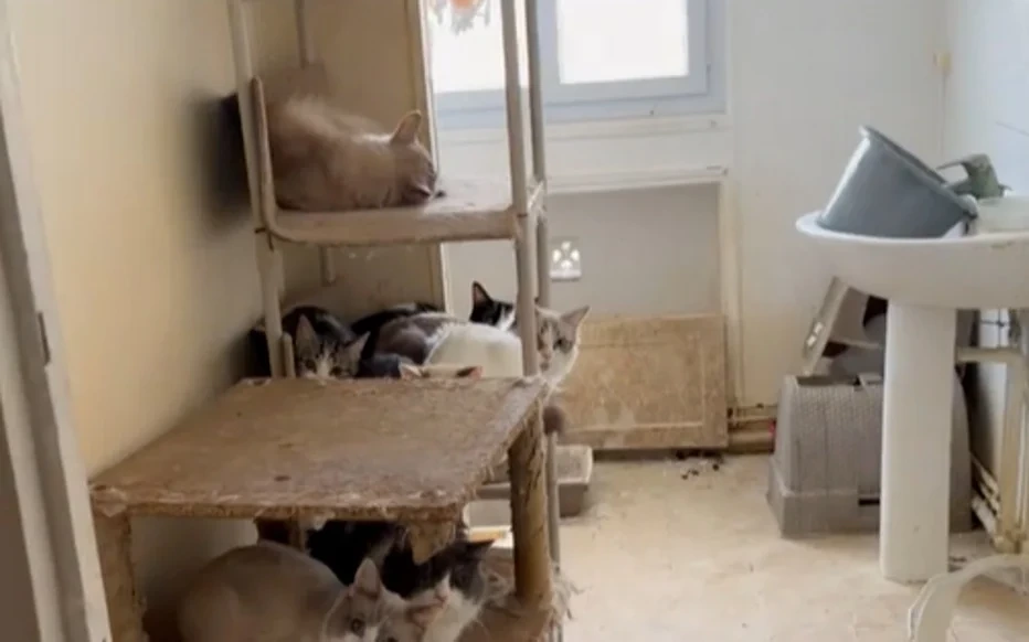 Meer dan 75 katten gevonden in klein appartement in Parijs: ’Ook dode kittens in de vriezer’
