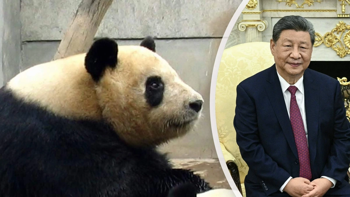 Xi geeft twee reuzenpanda's aan de VS, moet verbeterde relatie symboliseren