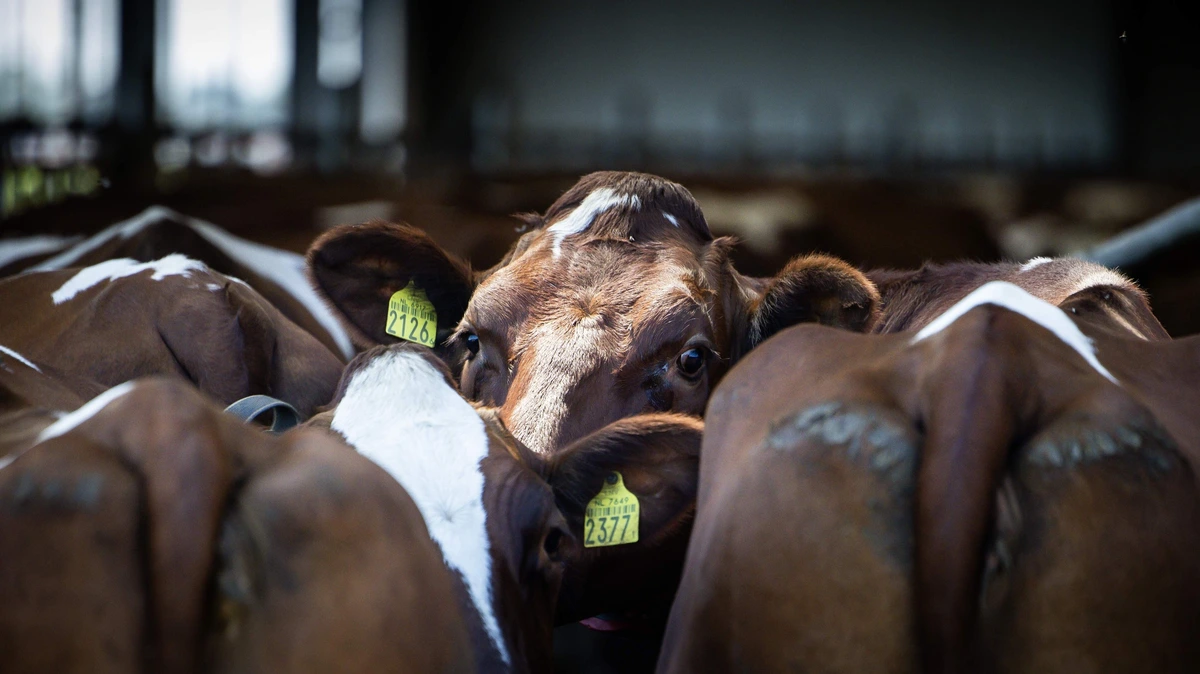 EU voert methaanregels energie-import mogelijk een jaar later in: boetes uitgesteld