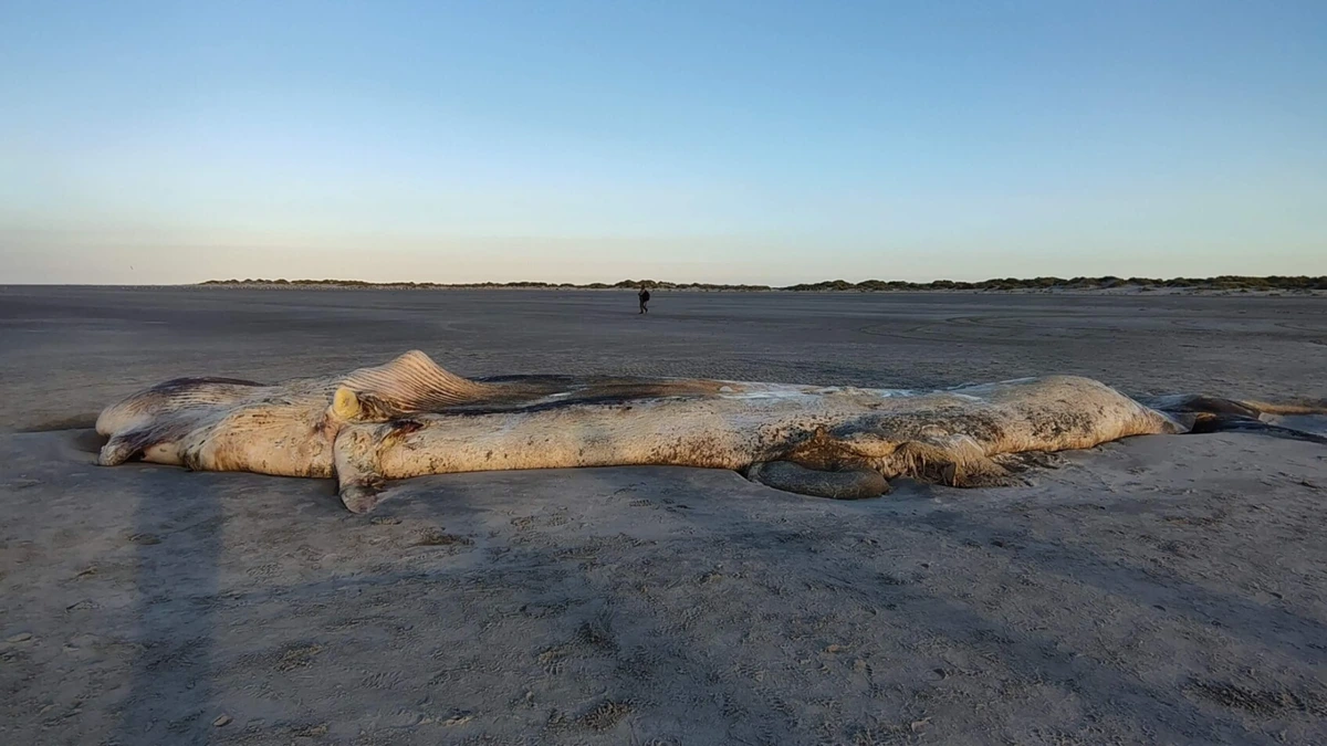 Elf meter lange walvis aangespoeld op strand Ameland