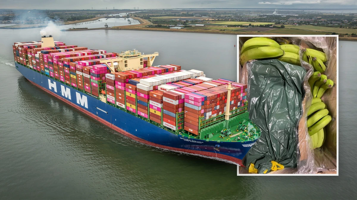 Recordvangst in haven Antwerpen: ruim tweeduizend kilo cocaïne tussen bananen uit Zuid-Amerika