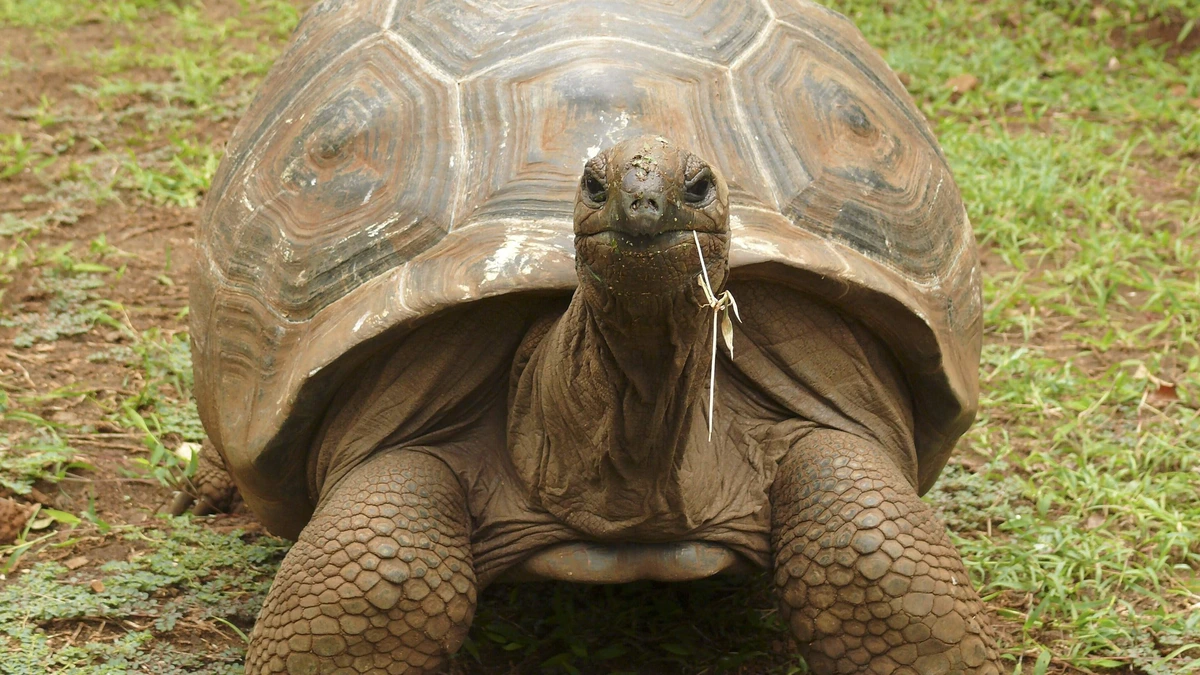 Meer reuzenschildpadden dan mensen op Seychellen: populatie explodeert naar 180.000