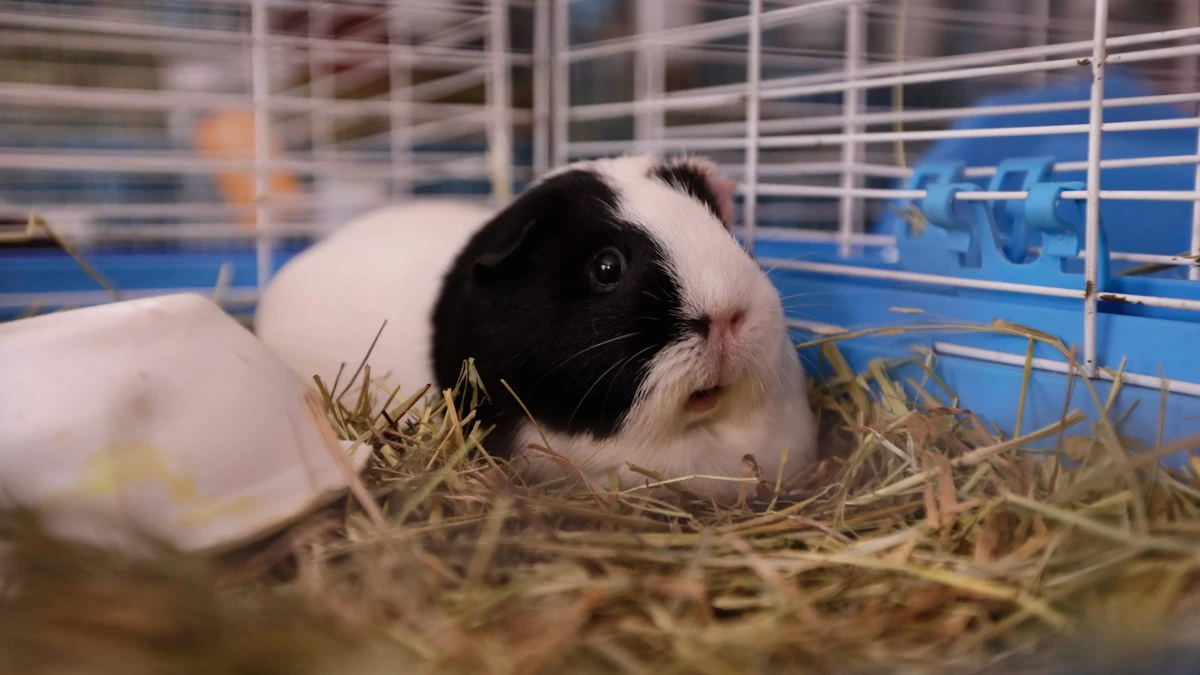 Inspectiedienst Dierenwelzijn vindt dode cavia’s en zwaar uitgemergelde kat in woning Assen
