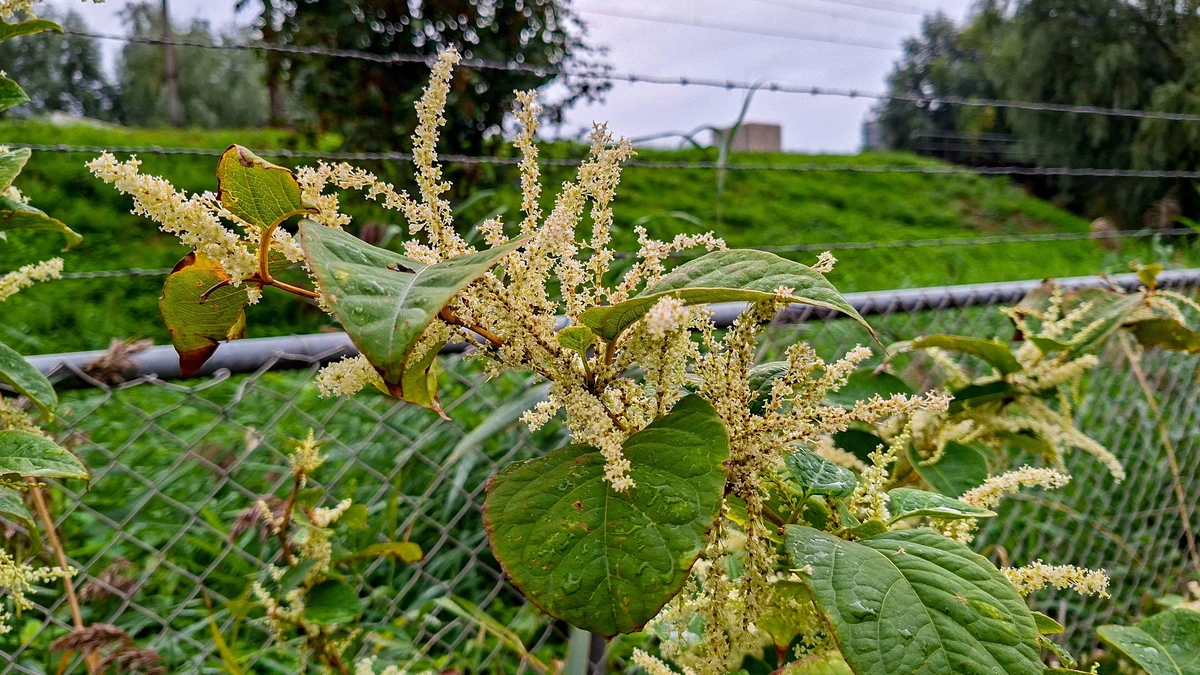 Burenruzie in Den Haag eindigt in rechtbank: man voor rechter gesleept om ’invasieve’ plant