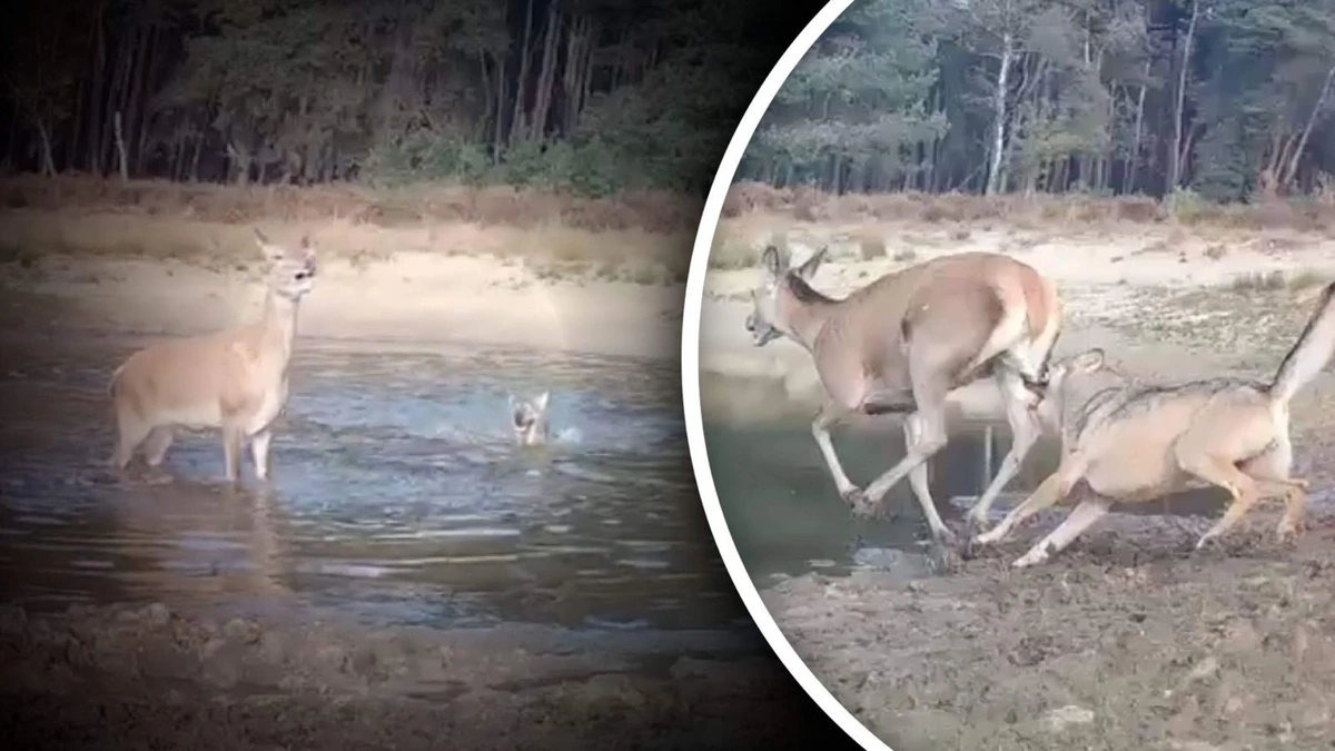 Wolf grijpt hert op Veluwe, camera legt aanval vast: ’Helaas was het water niet diep genoeg’