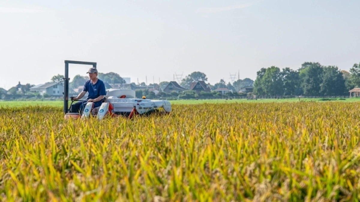 Rijst uit de Nederlandse polder: eerste machinale oogst is feit
