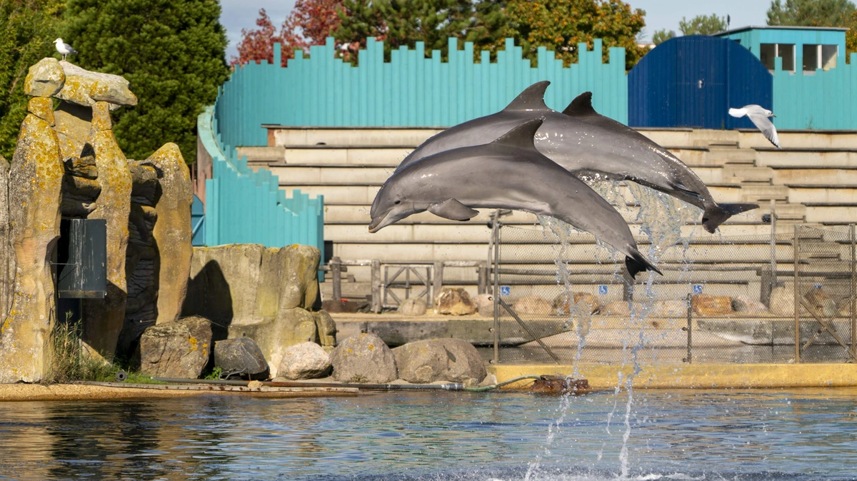 Bezoekers Dolfinarium betreuren mogelijke sluiting park: ’Ik zou met mijn kleinkinderen hier nog naartoe willen’