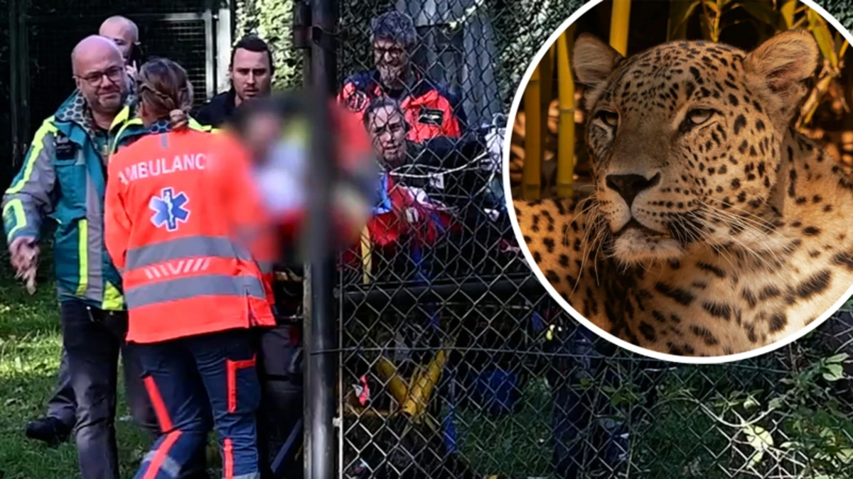 Beelden: gewonde verzorgster afgevoerd na aanval panter in Beekse Bergen