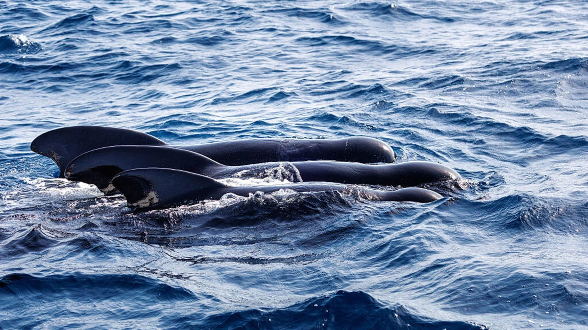 Dode walvis spoelt aan bij Egmond aan Zee