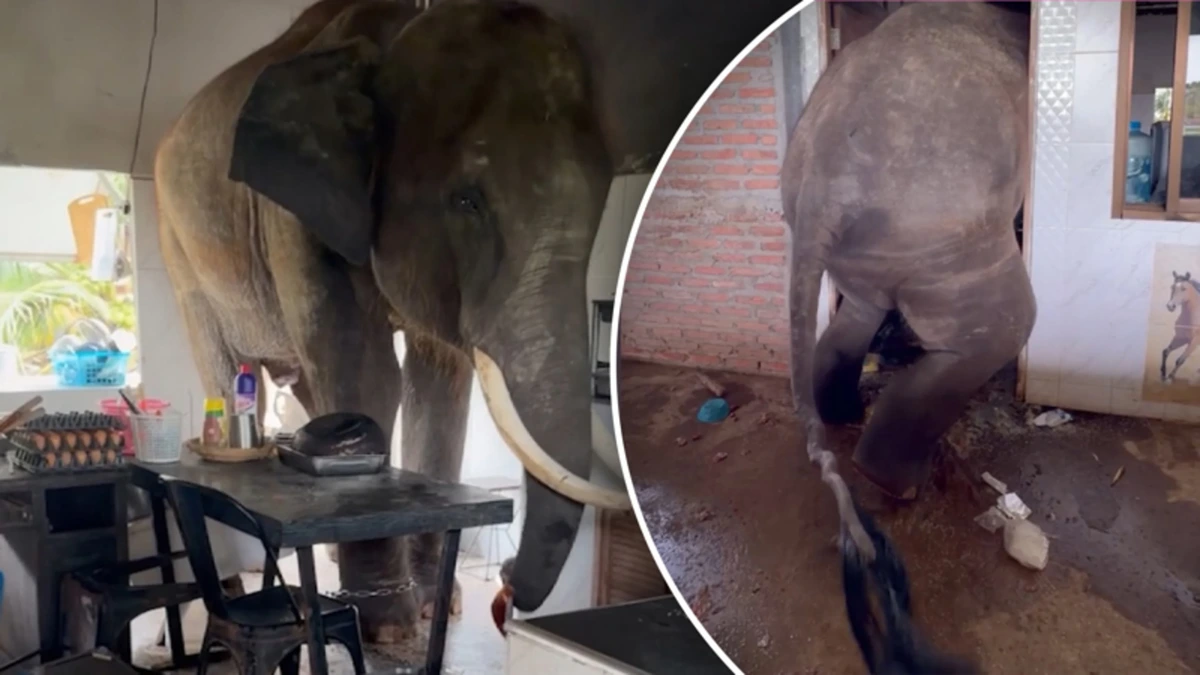Olifant zit vast in deuropening op zoek naar eten in keuken