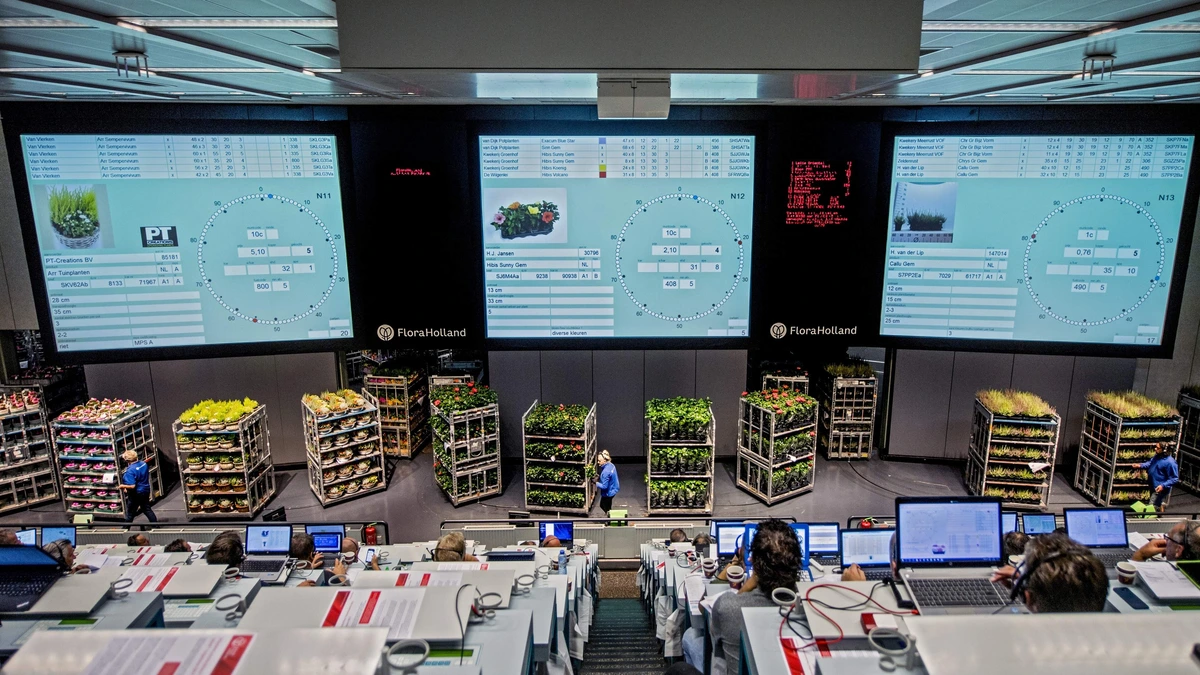 Bloemenveiling FloraHolland stopt na ruim een eeuw met veilingklok in Naaldwijk: ’Financieel niet meer verantwoord’