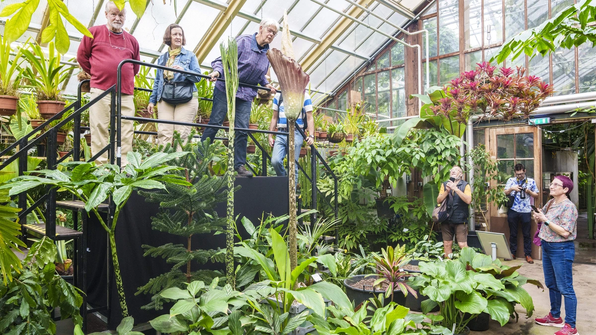 Penisplant staat in zeldzame volle bloei: stank van rottend vlees vult Leidse Hortus
