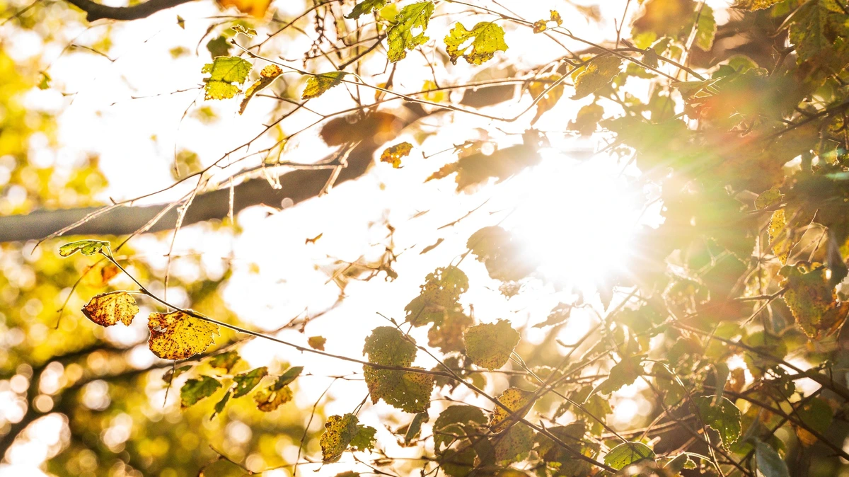 Prachtig herfstweer deze week: koude start, daarna veel zon