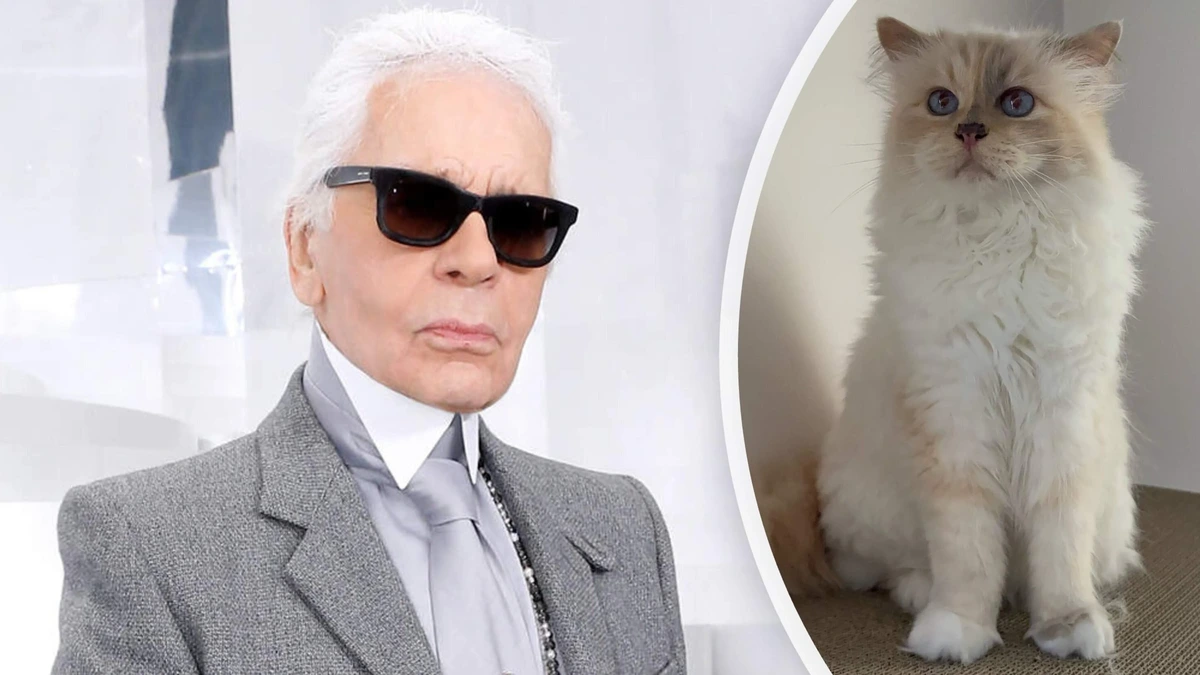 Kater voor Choupette: kat Karl Lagerfeld krijgt geen cent uit miljoenenerfenis