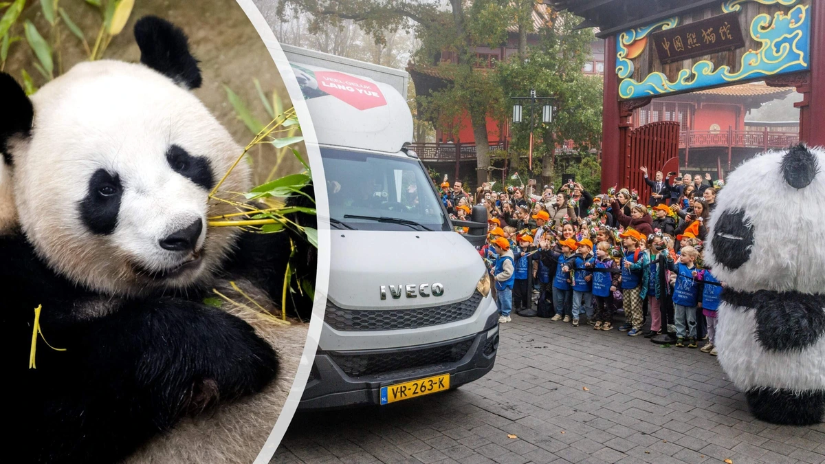 Ouwehands Dierenpark neemt afscheid van pandajong Lang Yue: ’Ze voelen zich thuis in Rhenen’
