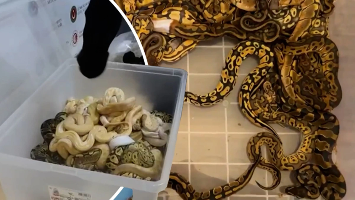 Douane doet bizzare ontdekking: 67 levende pythons in sokken verstopt