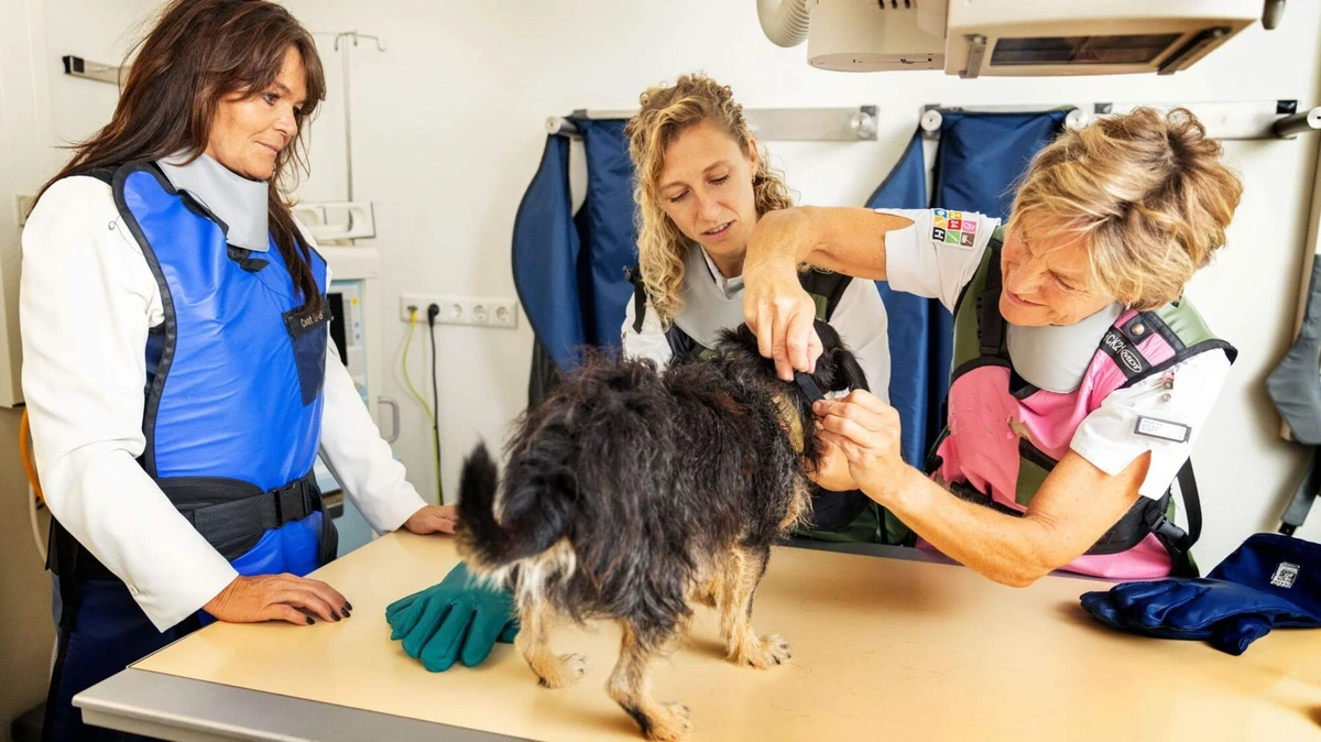 Achter de schermen bij spoeddienst voor dieren: ’Met een piepklein motorzaagje wordt het bot eruit gezaagd’