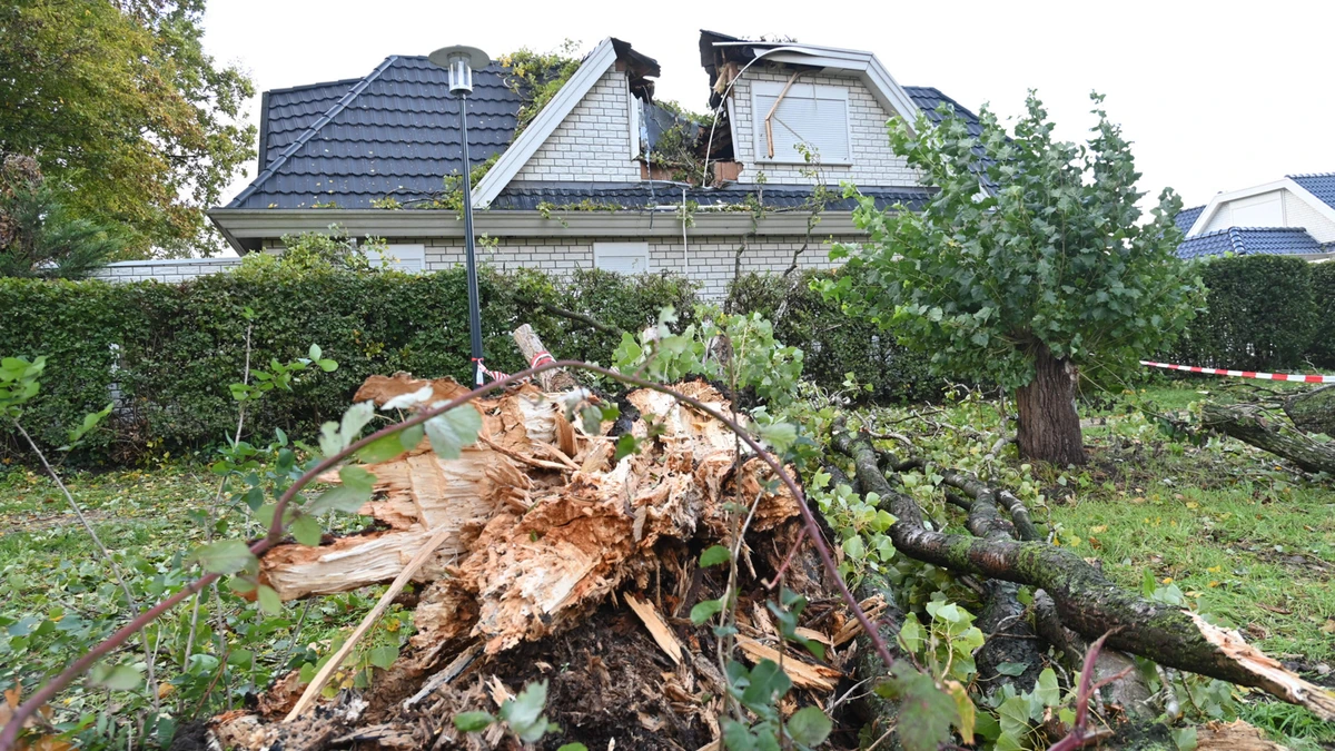 LIVE | Omgevallen boom verwoest slaapkamer en afgewaaide zonnepanelen door storm Austen