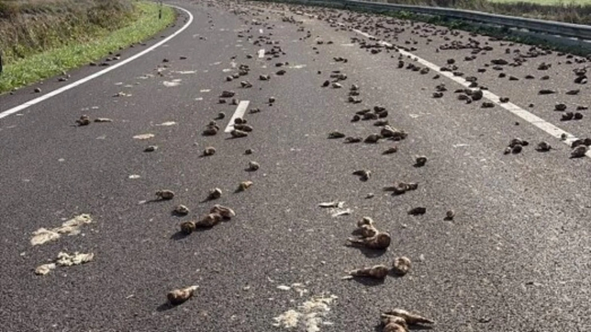 A256 bij Goes afgesloten: weg bezaaid met lading bieten