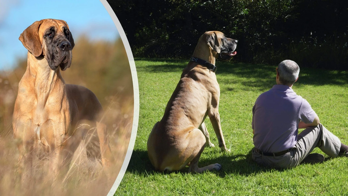 Nieuw onderzoek wijst uit: kleine honden leven langer dan grote honden, geldt dit ook voor mensen? Zo zit het