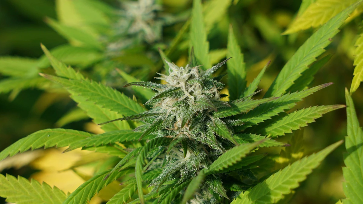 Teler medicinale cannabis Bedrocan failliet verklaard