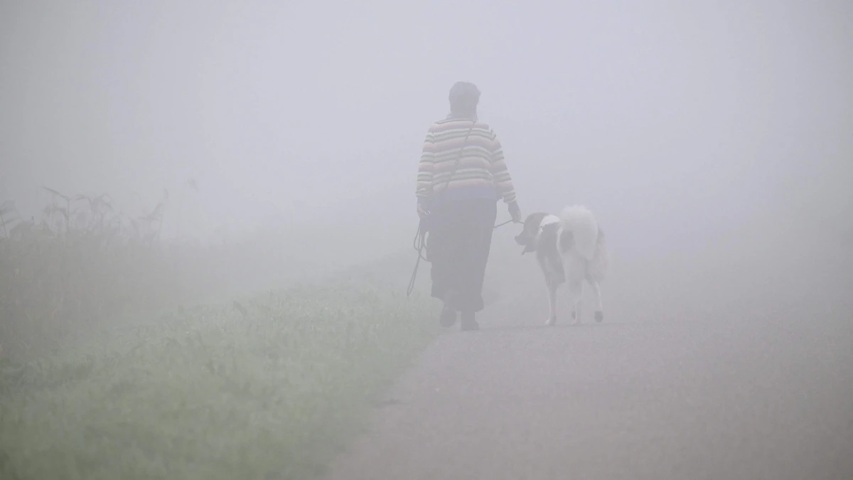Grijze en mistige ochtenden na koele nachten: dit is komend weekend het weer