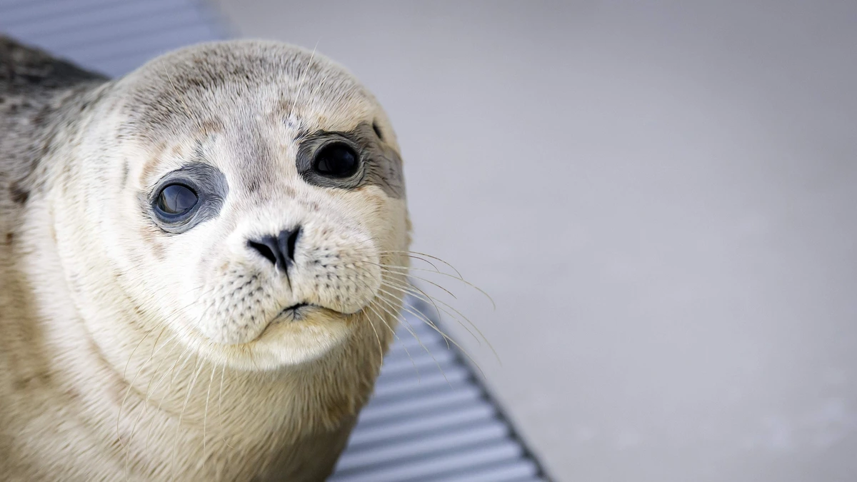 1,1 miljoen euro aan donaties voor noodlijdend zeehondencentrum