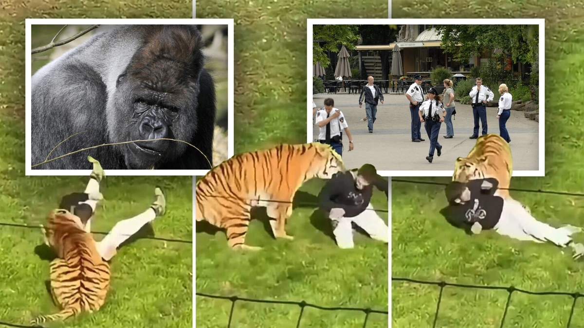 Ontsnapte gorilla, pechvogel-parachutist en onzorgvuldige verzorger: deze opvallende incidenten in dierentuinen gingen vooraf aan dodelijke tijgeraanval