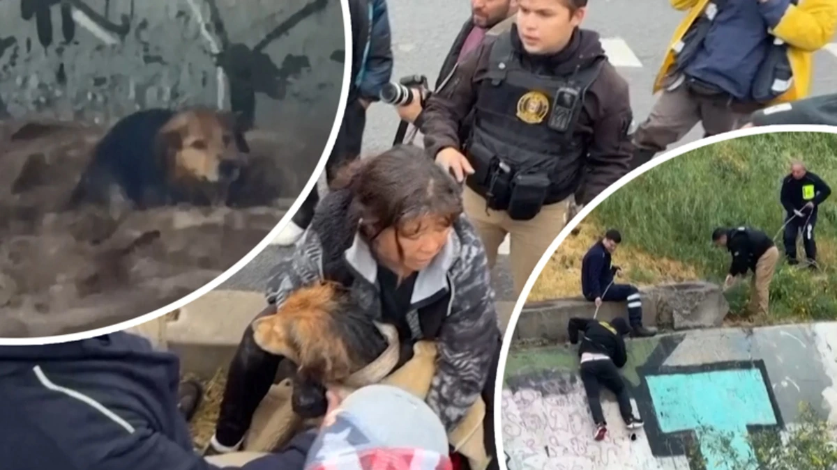 Bijzondere reddingsactie van zwerfhond live uitgezonden op televisie
