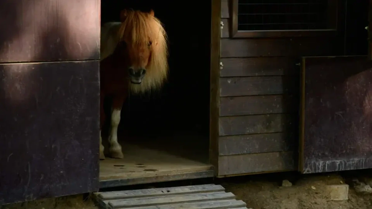 Man dringt paardenstal binnen en misbruikt pony’s: ’Hij was daar vieze dingen aan het doen’