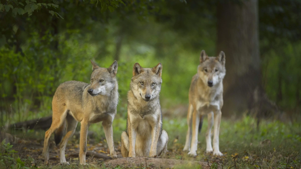 Zeker 56 wolven geboren dit jaar: welpen gespot op wildcamera’s