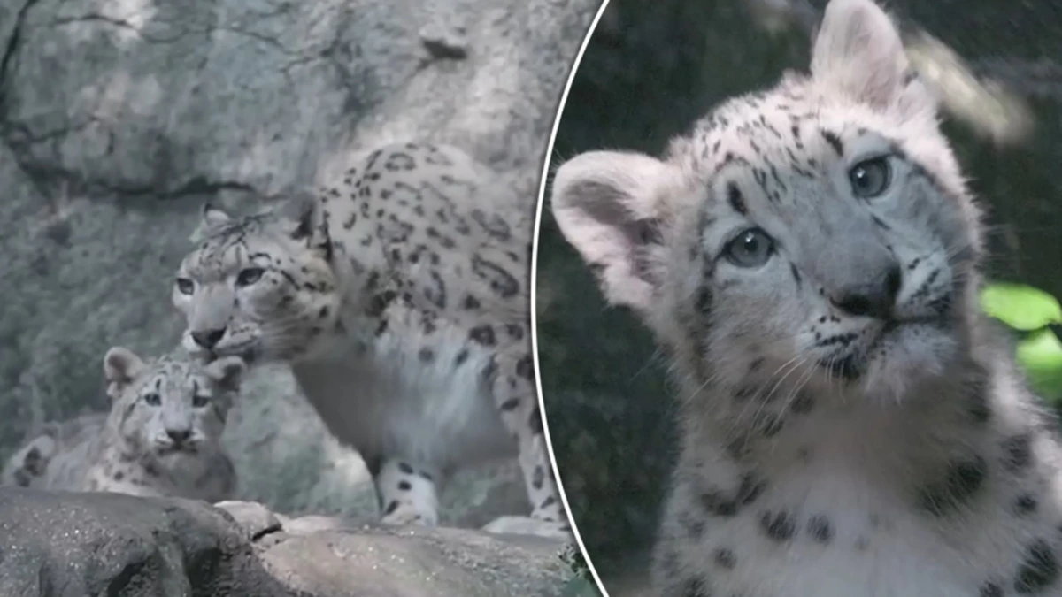 Dierentuin New York deelt eerste beelden van zeldzaam welpje