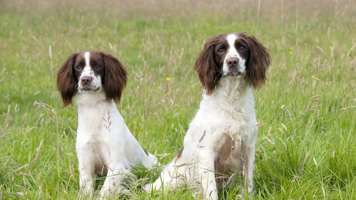 Ruim 80 honden aangetroffen in zwaar vervuild huis: eigenaar riskeert gevangenisstraf van twaalf maanden