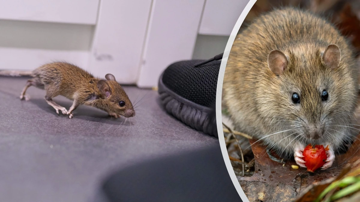 Help, het wordt kouder, dus de muizen en ratten komen naar binnen! Zo houd je deze plaagdieren uit je huis