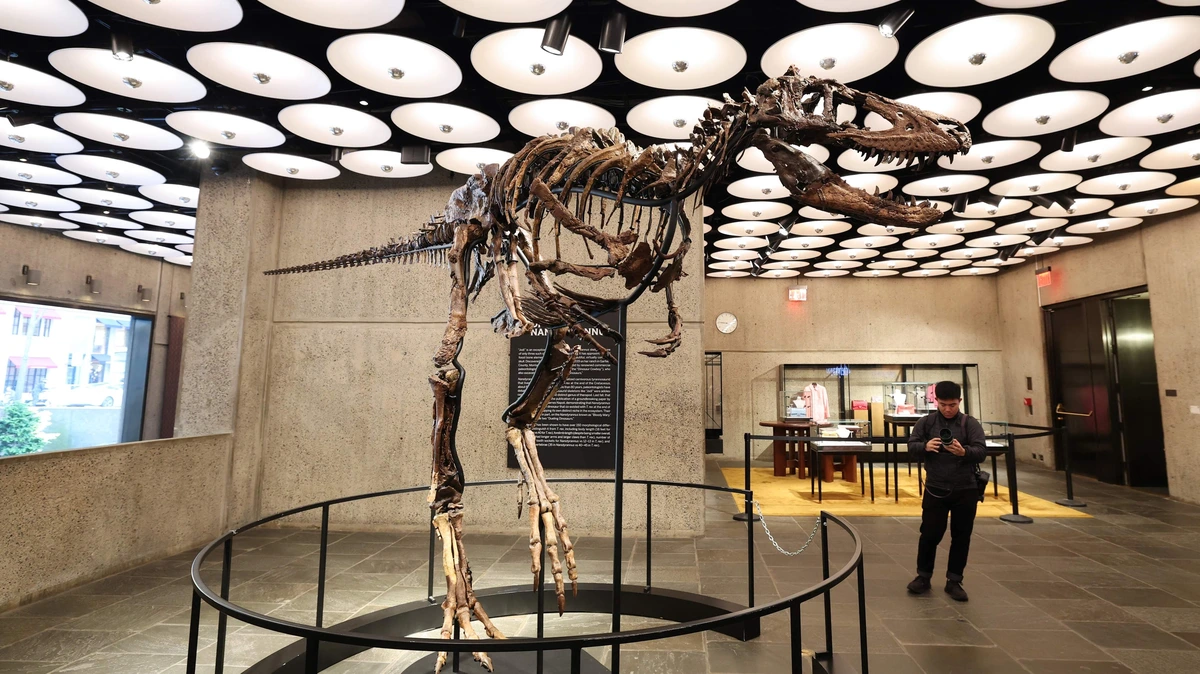 Dinoskelet zorgt voor ongeloof: brengt bijna 50 miljoen dollar op bij veiling
