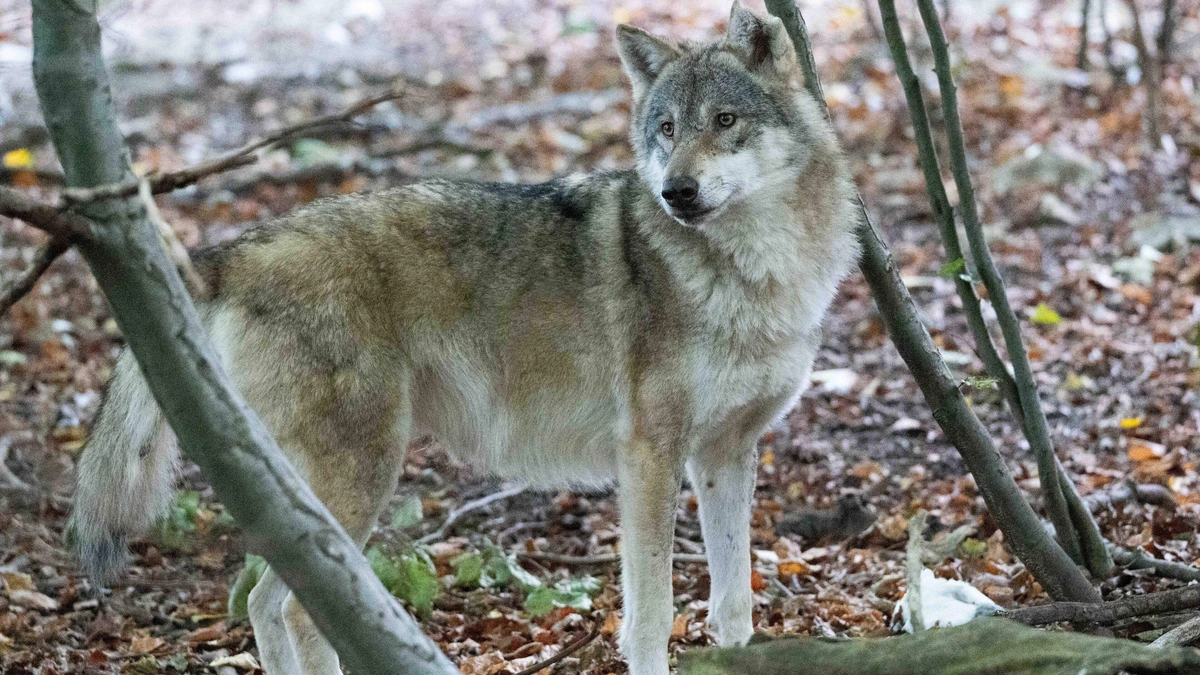Dood dier met brief over wolf bezorgd bij gemeentehuis Oldebroek